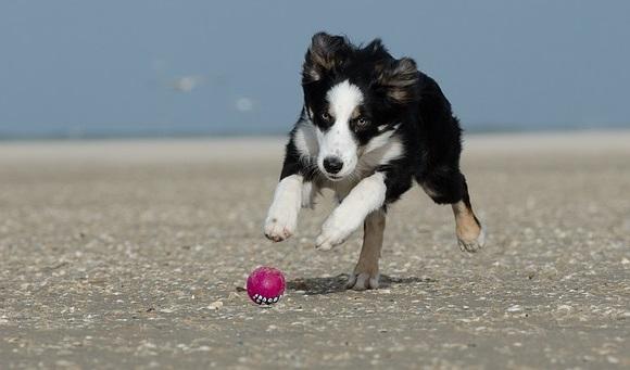 Juegos para el border collie