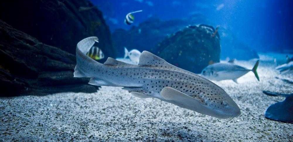 Oceanario de Lisboa