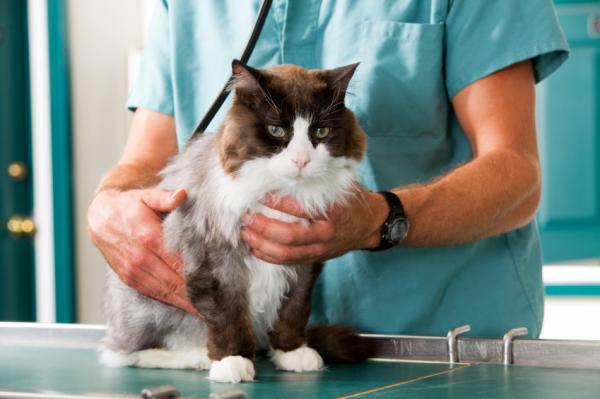 Vacunas básicas que debe tener el gato 