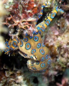 pulpo de anillos azules