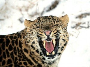 Foto de leopardo