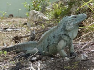 iguana azul