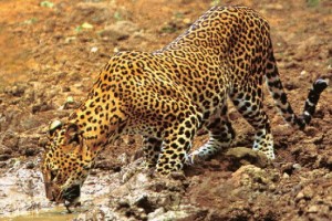foto leopardo bebiendo