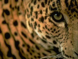 fondo leopardo