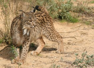 lince iberico