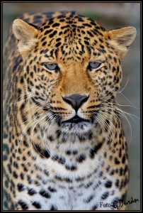 foto leopardo