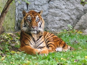 tigre de sumatra