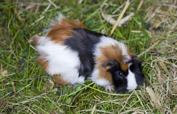 Cobaya, como cuidar tu mascota