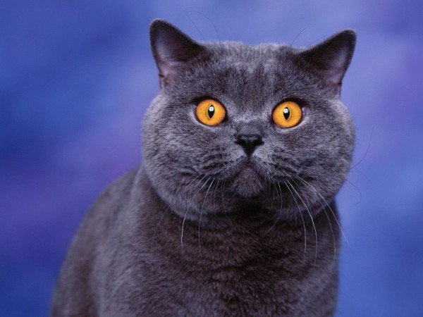 Gatos Azul Ruso-salud
