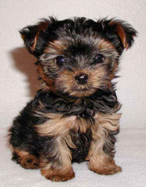 Todo lo que debes saber del Yorkshire Terrier