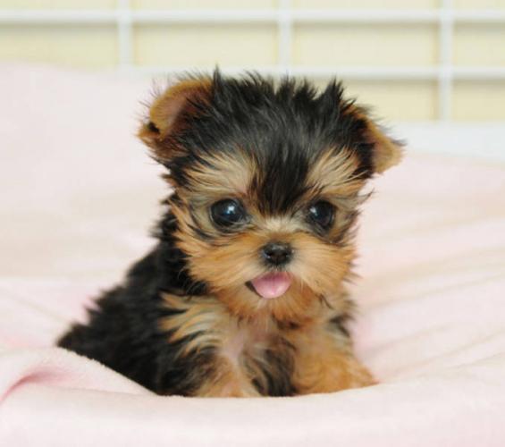 Todo lo que debes saber del Yorkshire Terrier