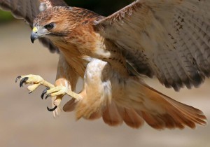 aguila halcon peregrino