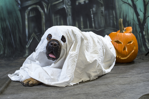 disfraces-caseros-para-mascotas-halloween-2015-disfraz-de-fantasma