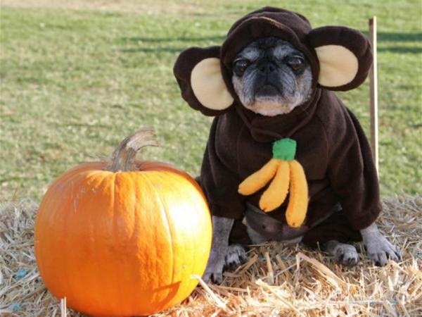 disfraces-caseros-para-mascotas-halloween-2015-disfraz-de-mono