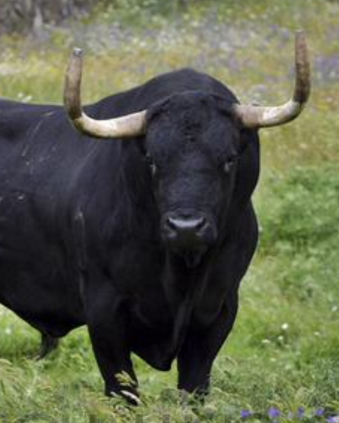 este-sera-toro-alanceado-en-el-toro-de-la-vega-y-se-llama-rompesuelas