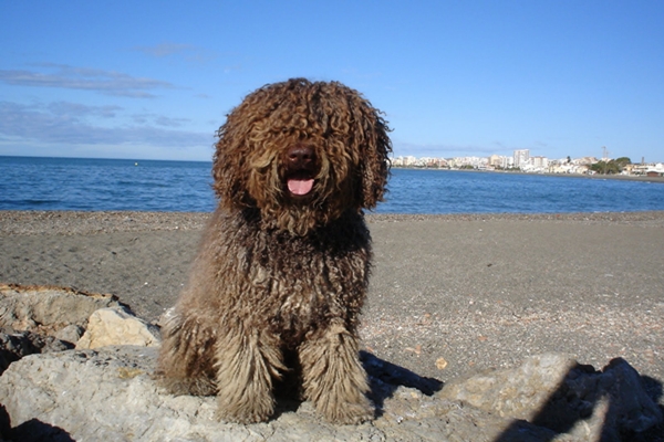 Perro de agua español: conoce todo sobre esta raza