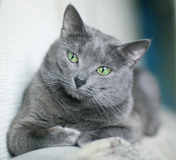 razas-de-gato-gatos-azul-ruso-ojo-y-pelaje