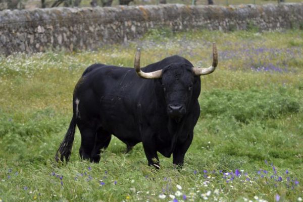 -toro-de-la-vega-y-se-llama-rompesuelas