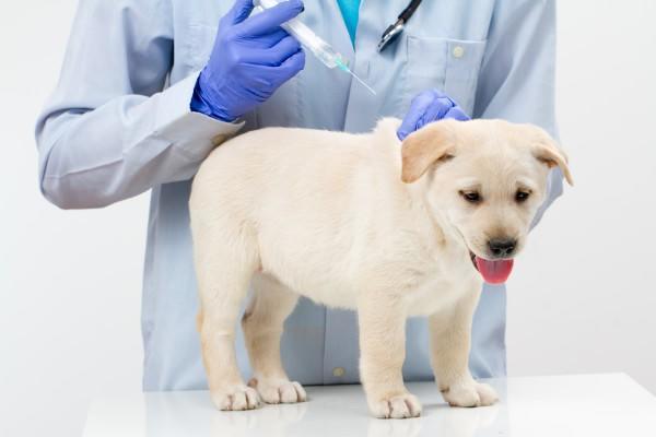 vacunacion-de-los-perros