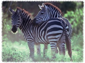 zebra