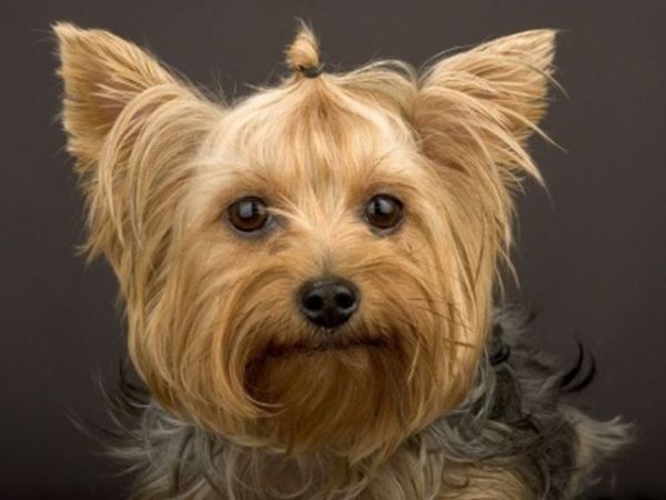 Cómo cortar el pelo del perro