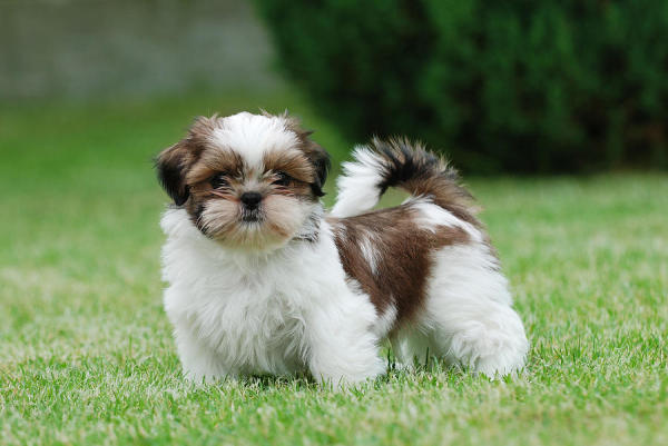 Fotos de perros de raza Shih Tzu