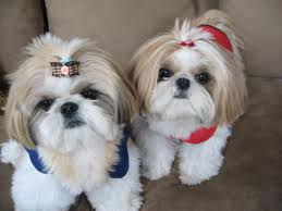 Fotos de perros de raza Shih Tzu