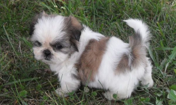 Fotos de perros de raza Shih Tzu