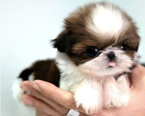 Fotos de perros de raza Shih Tzu