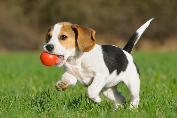 LOS MEJORES NOMBRES PARA PERROS