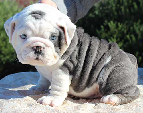 TIPOS DE BULLDOGS: FRANCES, INGLÉS Y AMERICANO