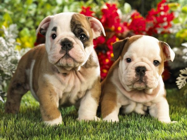 TIPOS DE BULLDOGS: FRANCES, INGLÉS Y AMERICANO