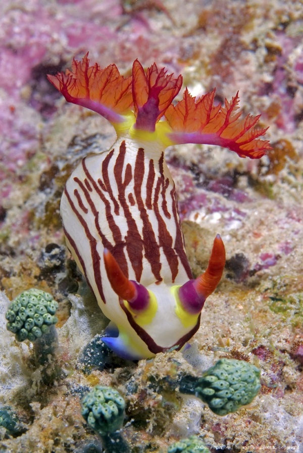 animales marinos moluscos