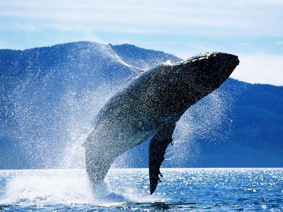 ballena-azul-peligro-de-extincion