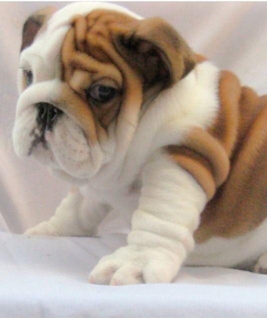 bulldogs