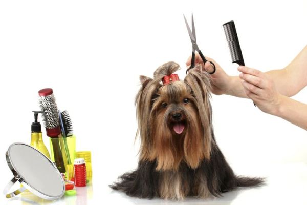 Cómo cortar el pelo del perro