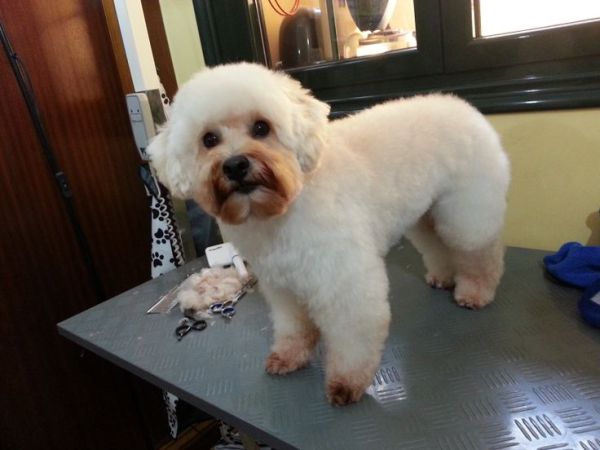 Cómo cortar el pelo del perro