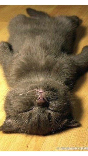 fotos-de-gatos-graciosos-gatito-dormido