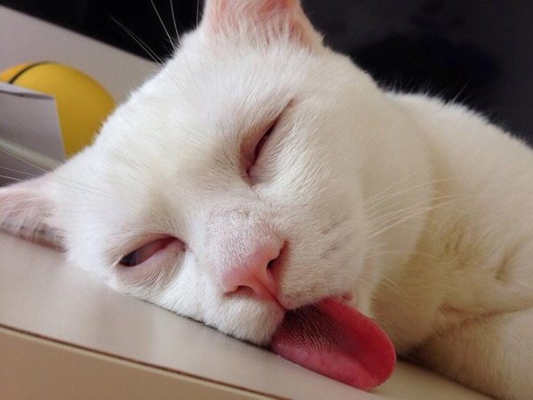 fotos-de-gatos-graciosos-gato-dormido-con-la-lengua-fuera