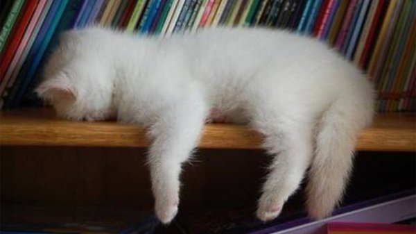 fotos-de-gatos-graciosos-gato-dormido-en-un-estante