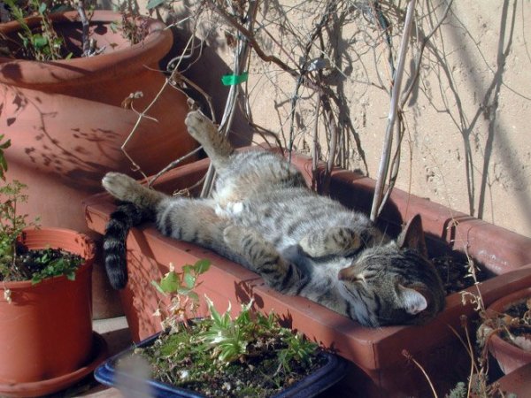 fotos-de-gatos-graciosos-gato-dormido-en-una-maceta