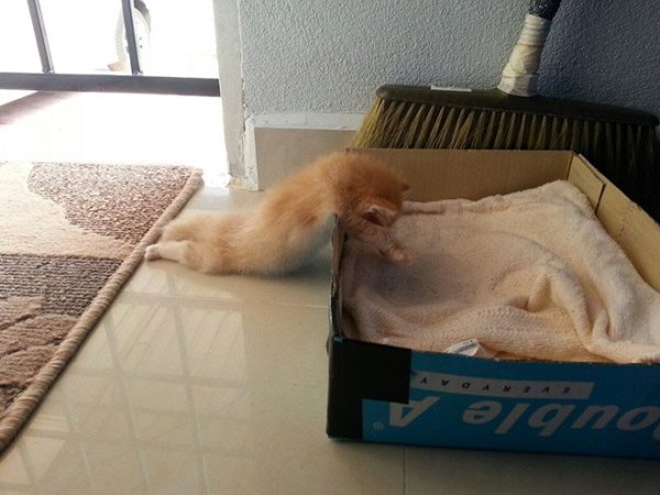 fotos-de-gatos-graciosos-gato-dormido-fuera-de-caja