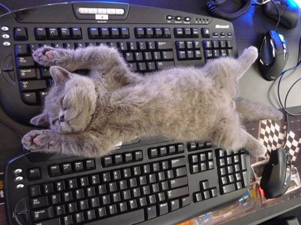 fotos-de-gatos-graciosos-gato-durmiendo-encima-de-teclado