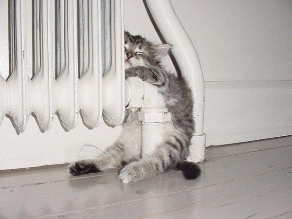 fotos-de-gatos-graciosos-gato-en-el-radiador