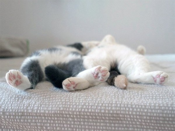 fotos-de-gatos-graciosos-gatos-dormidos-sobre-cama