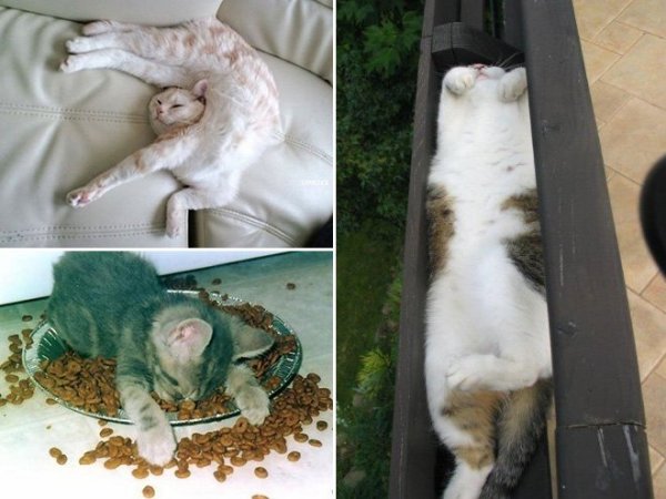 fotos-de-gatos-graciosos-gatos-dormidos-sofa-plato