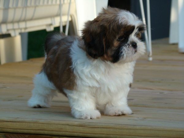 fotos-perros-de-raza-shih-tzu-cahorro