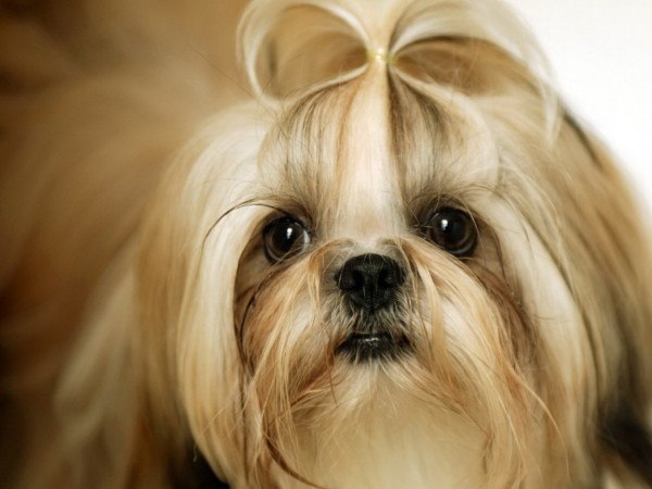 fotos-perros-de-raza-shih-tzu-pelo-largo