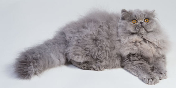 gatos-persas-caracteristicas-comportamiento