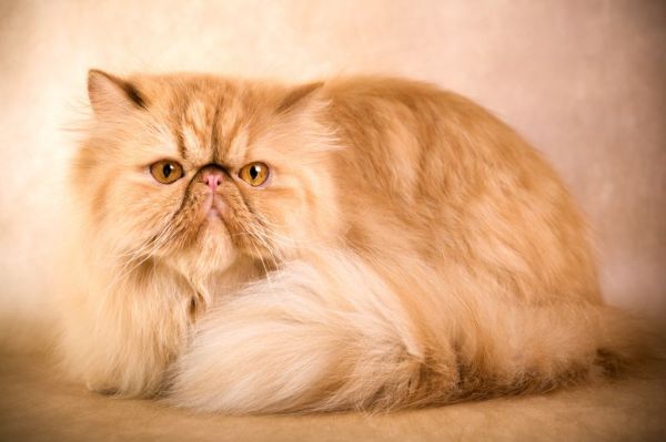 gatos-persas-cuidados-caracteristicas